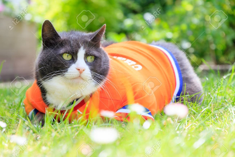 poes69